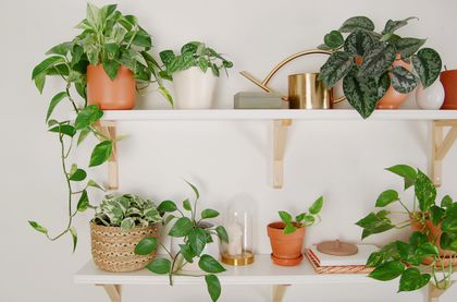 Marble Queen Pothos Toxic to Cats