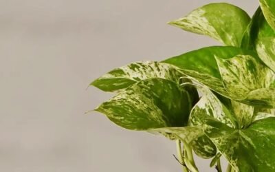 Are Marble Queen Pothos Toxic to Cats? Essential Safety Tips