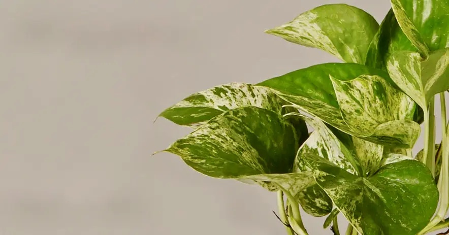 Marble Queen Pothos Toxic to Cats_2 Marble Queen Pothos Toxic to Cats