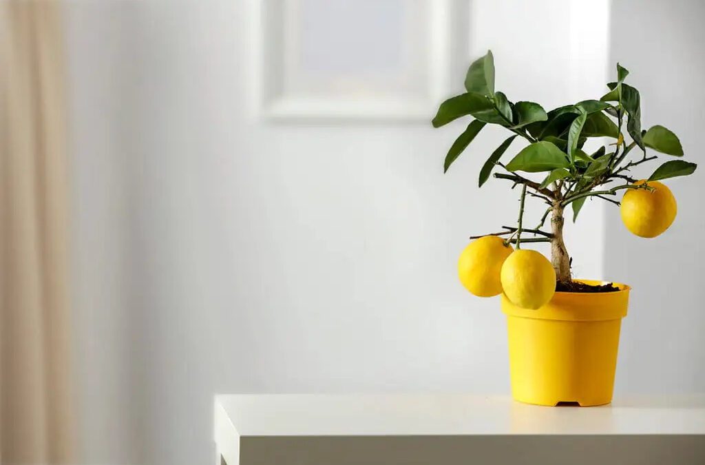 Meyer Lemon Tree Growth Stages: Your Guide to Cultivating