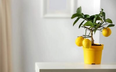 Meyer Lemon Tree Growth Stages: Your Guide to Cultivating