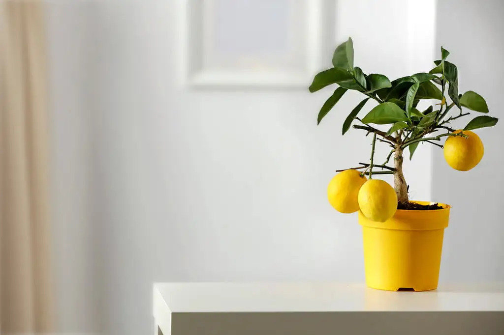 Meyer Lemon Tree Growth