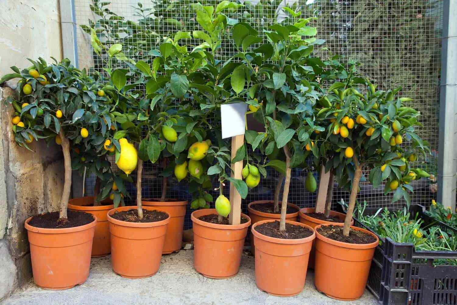 Meyer Lemon Tree Growth