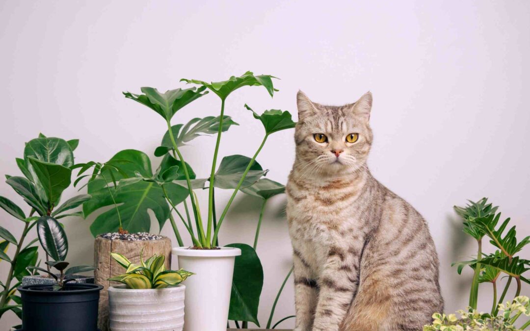 How Is Monstera Toxic to Cats? Knowing the Safety Tips