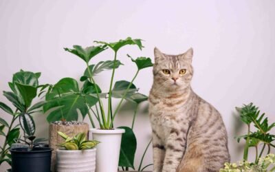 How Is Monstera Toxic to Cats? Knowing the Safety Tips