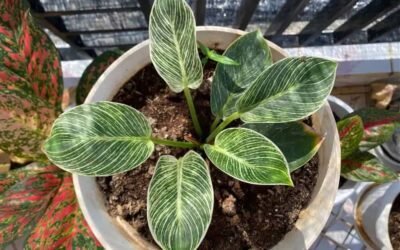 Philodendron Birkin Propagation: Essential Care Guide