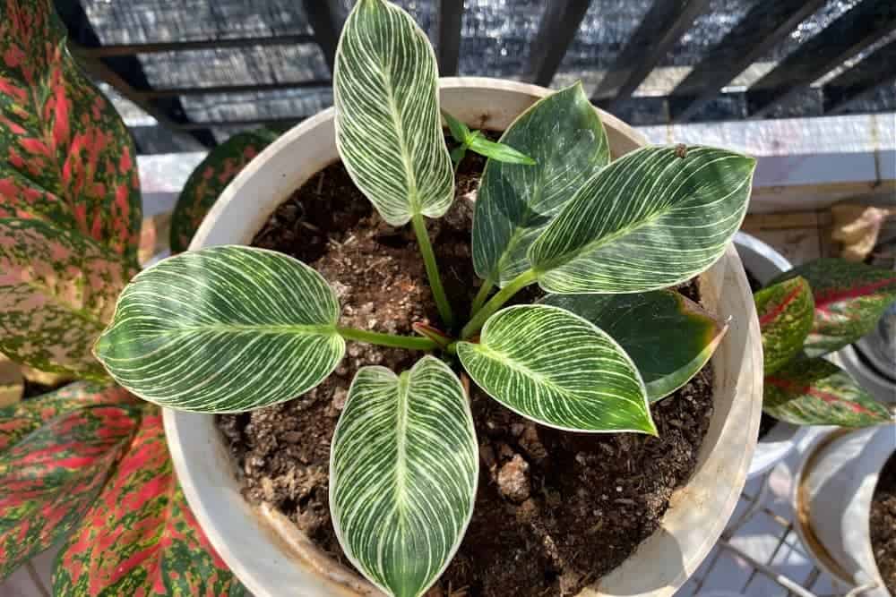 Philodendron Birkin Propagation_1 Philodendron Birkin Propagation