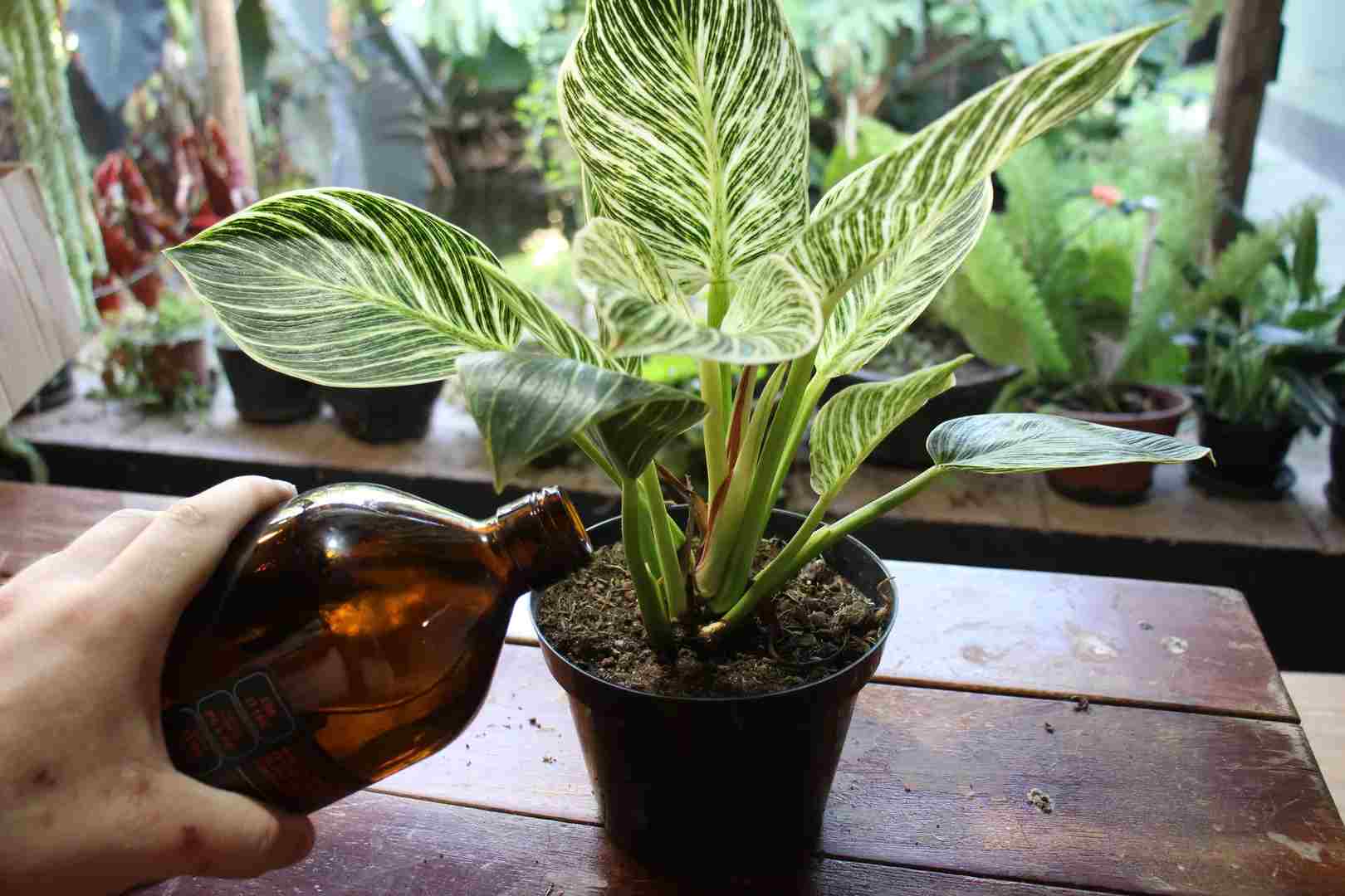 Philodendron Birkin Propagation