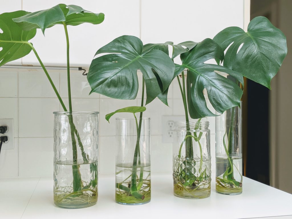 Propagate Monstera Albo