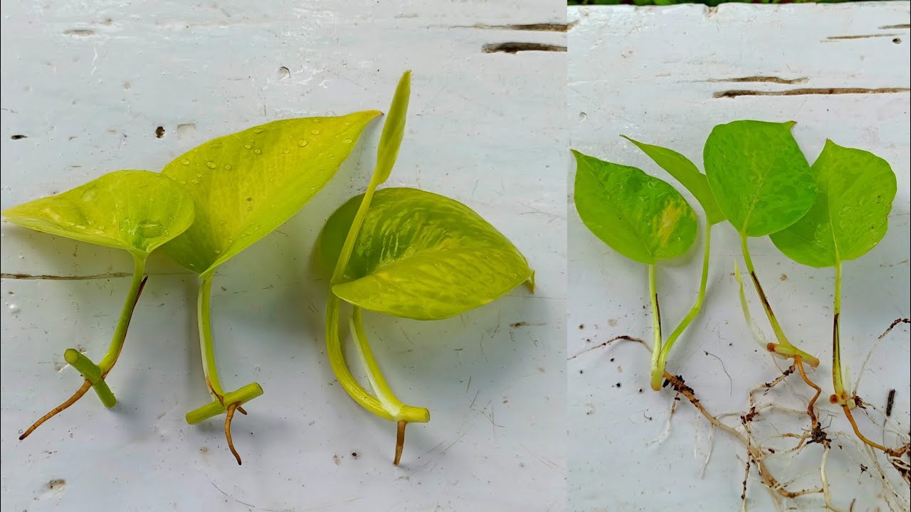Propagate Neon Pothos