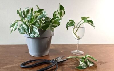 How to Propagate Neon Pothos: A Complete Guide