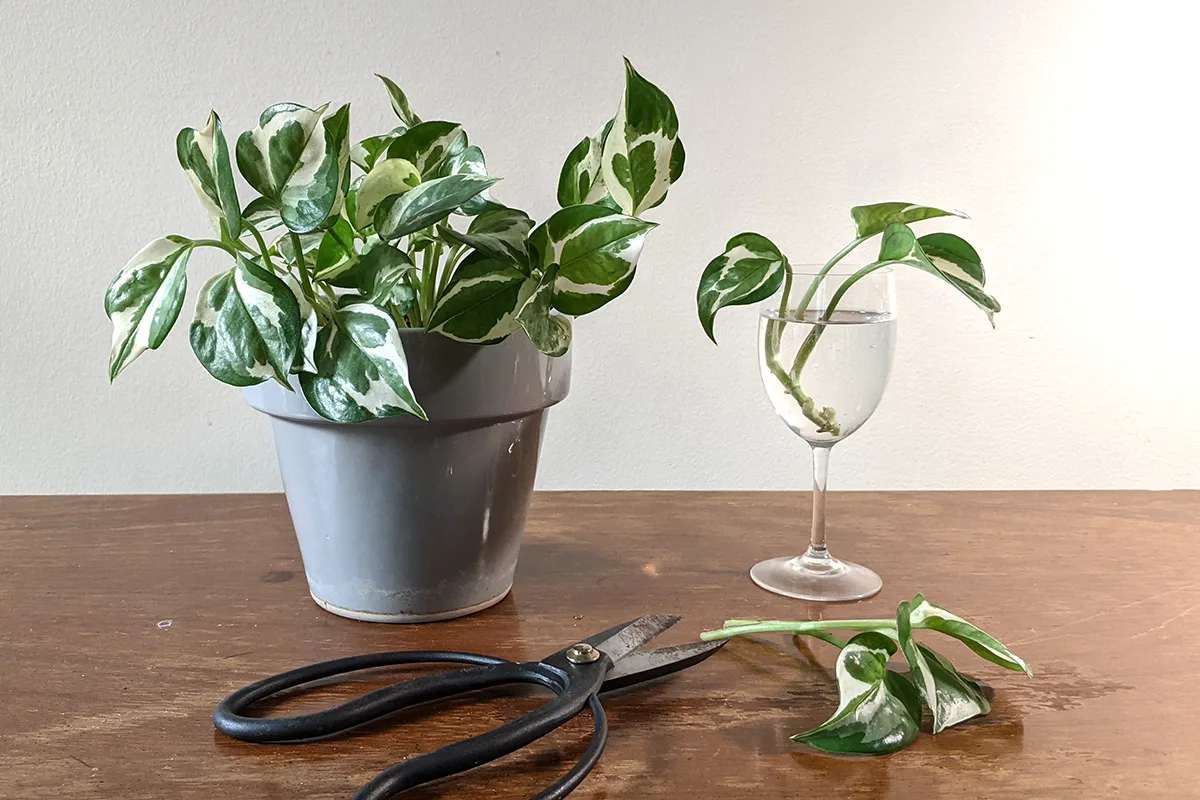 Propagate Neon Pothos_3 Propagate Neon Pothos