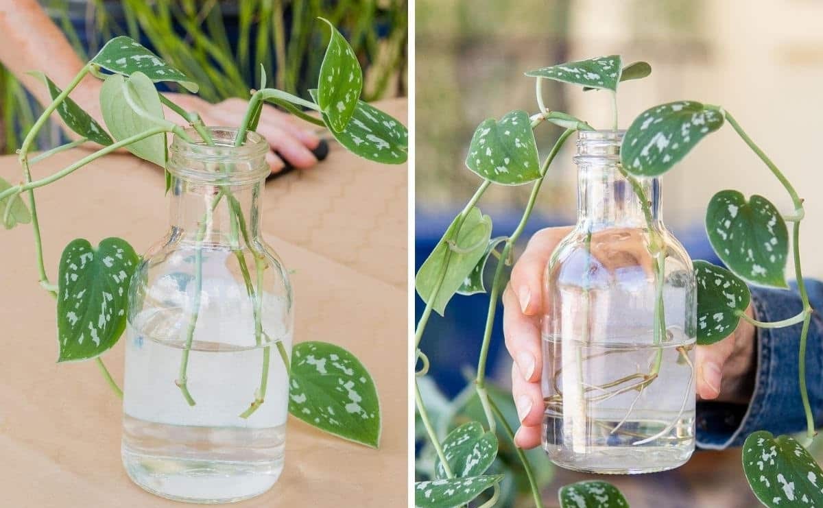 Propagate Silver Pothos