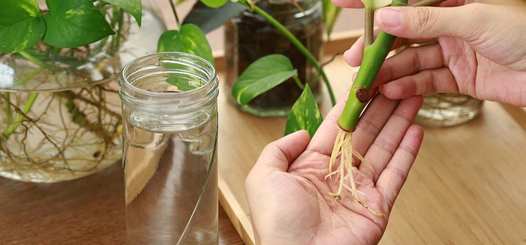 How to Propagate Silver Pothos: Tips for Thriving Plants