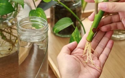 How to Propagate Silver Pothos: Tips for Thriving Plants