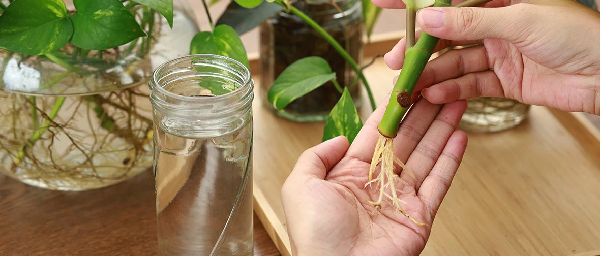Propagate Silver Pothos_3 Propagate Silver Pothos