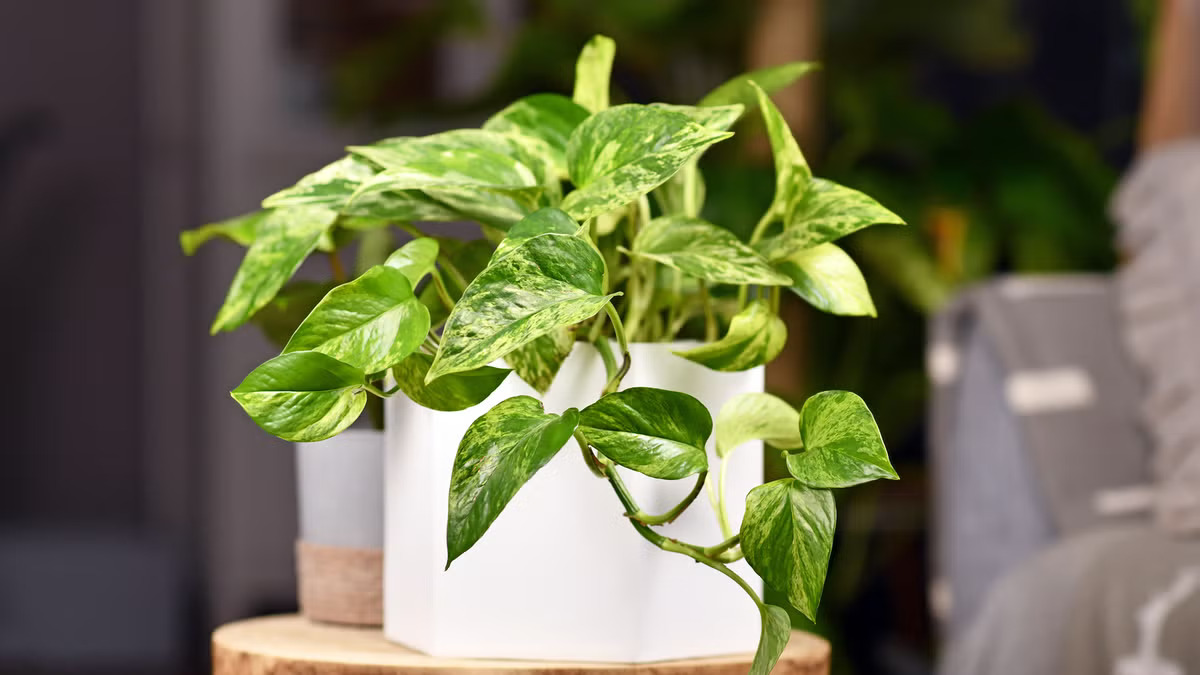 Propagate Snow Queen Pothos