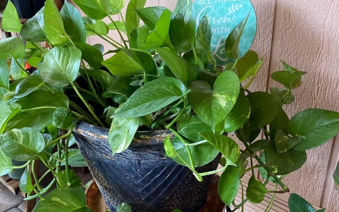 How to Propagate Snow Queen Pothos: Tips for Water & Soil