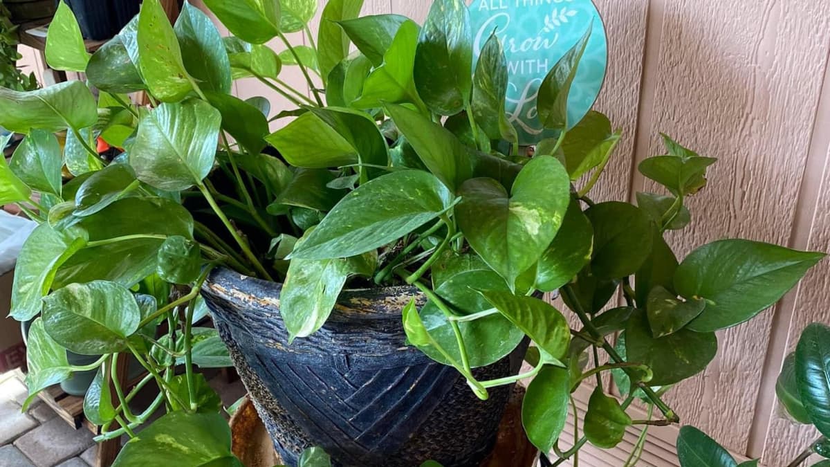 Propagate Snow Queen Pothos_2 Propagate Snow Queen Pothos