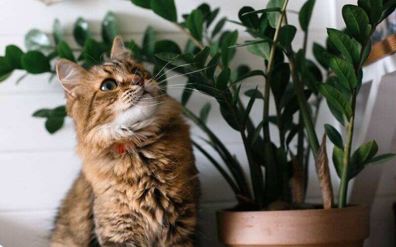 Raven ZZ Plants Toxic to Cats