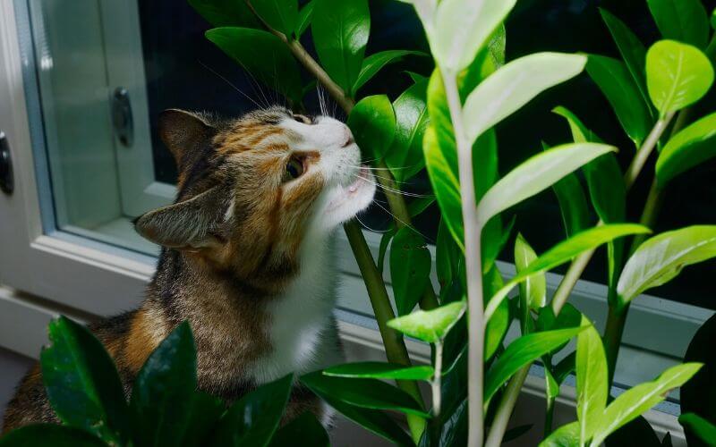 Raven ZZ Plants Toxic to Cats_3 Raven ZZ Plants Toxic to Cats