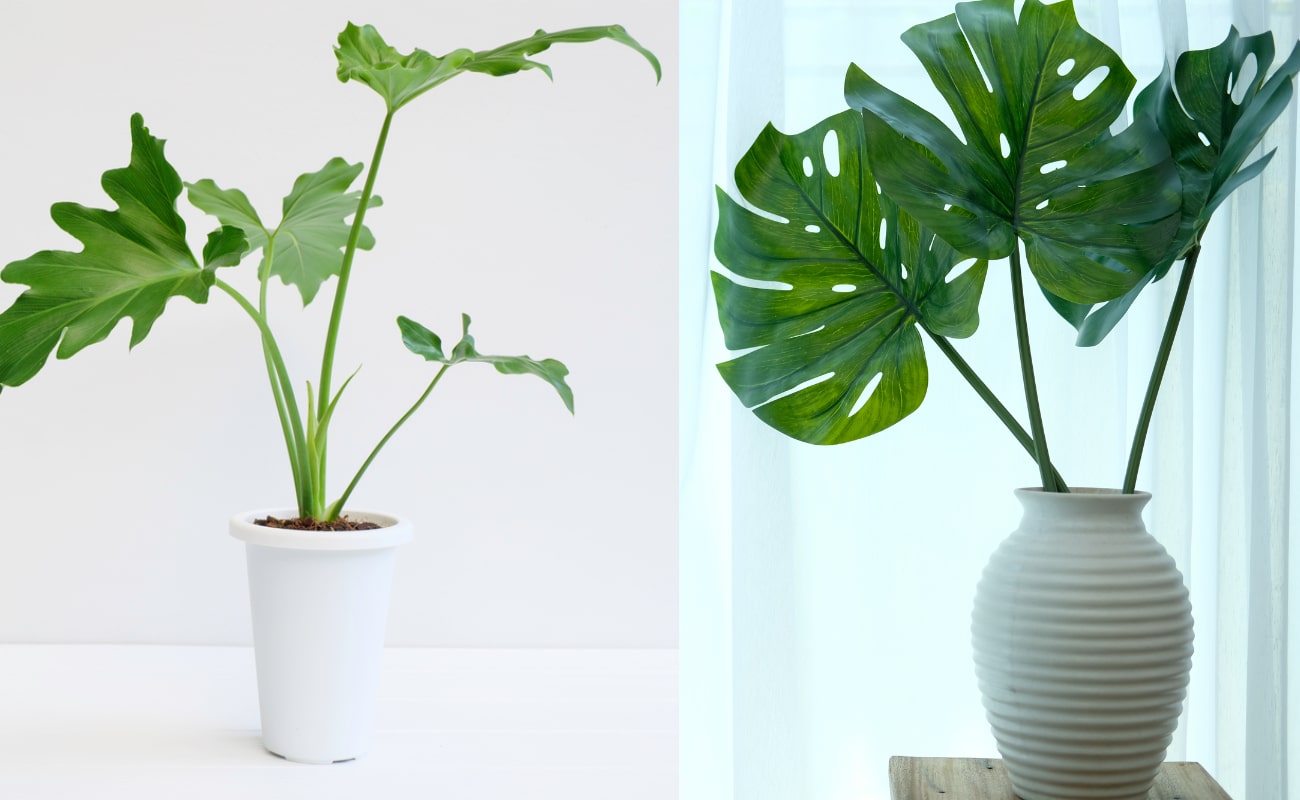 Split Leaf Philodendron