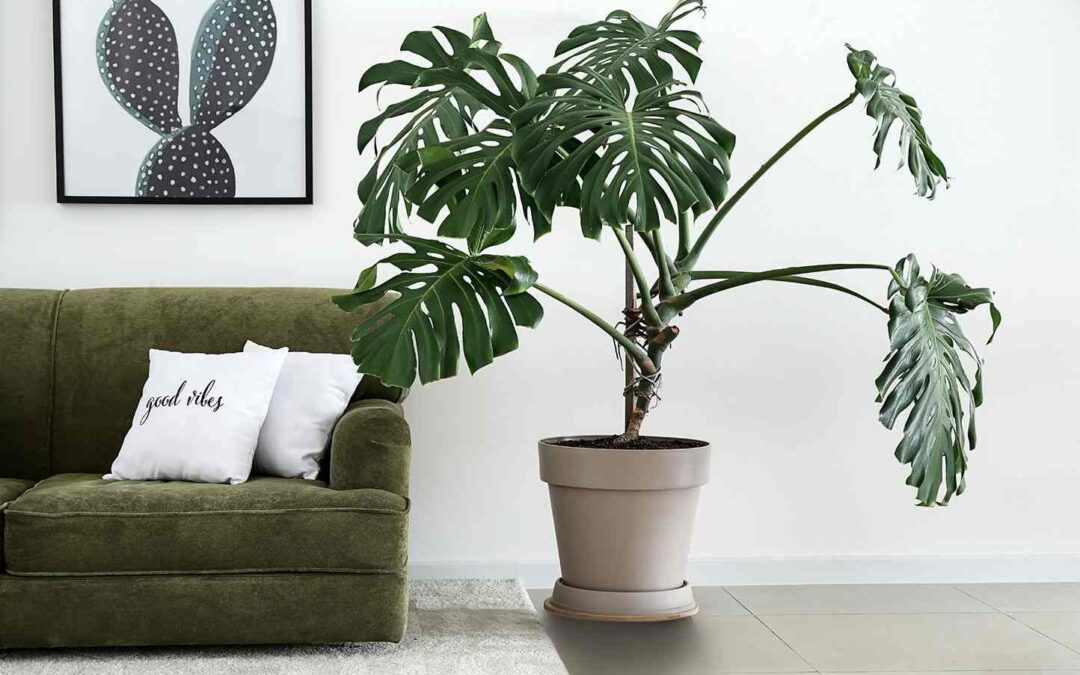 Why Is My Split Leaf Philodendron Turning Yellow?