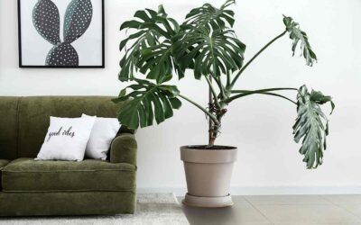 Why Is My Split Leaf Philodendron Turning Yellow?