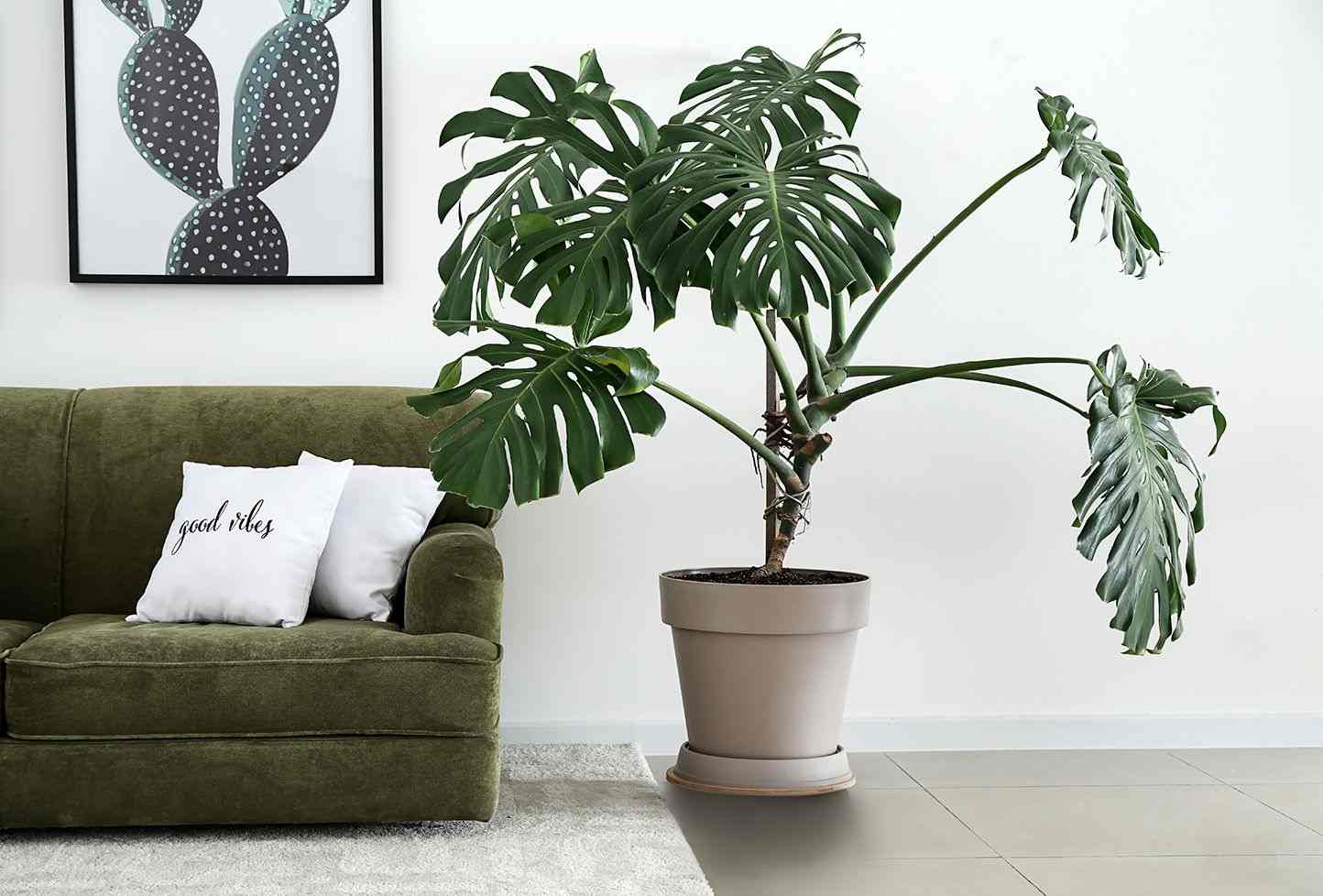 Split Leaf Philodendron_3 Split Leaf Philodendron