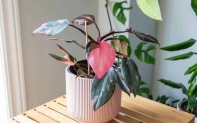 Essential Care for a Tiny Pink Princess Philodendron in Pot