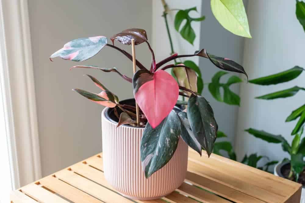 Tiny Pink Princess Philodendron in Pot_1 Tiny Pink Princess Philodendron in Pot