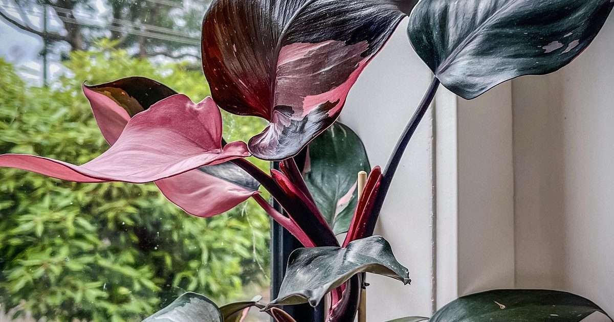 Tiny Pink Princess Philodendron in Pot