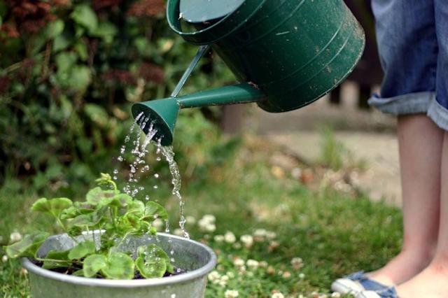Worst Time to Water Plants