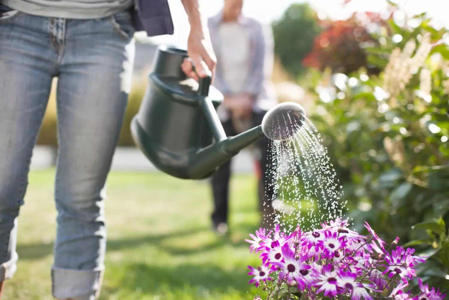 Worst Time to Water Plants_3 Worst Time to Water Plants
