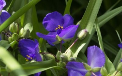 Complete guide on Is Spiderwort Plant Poisonous?