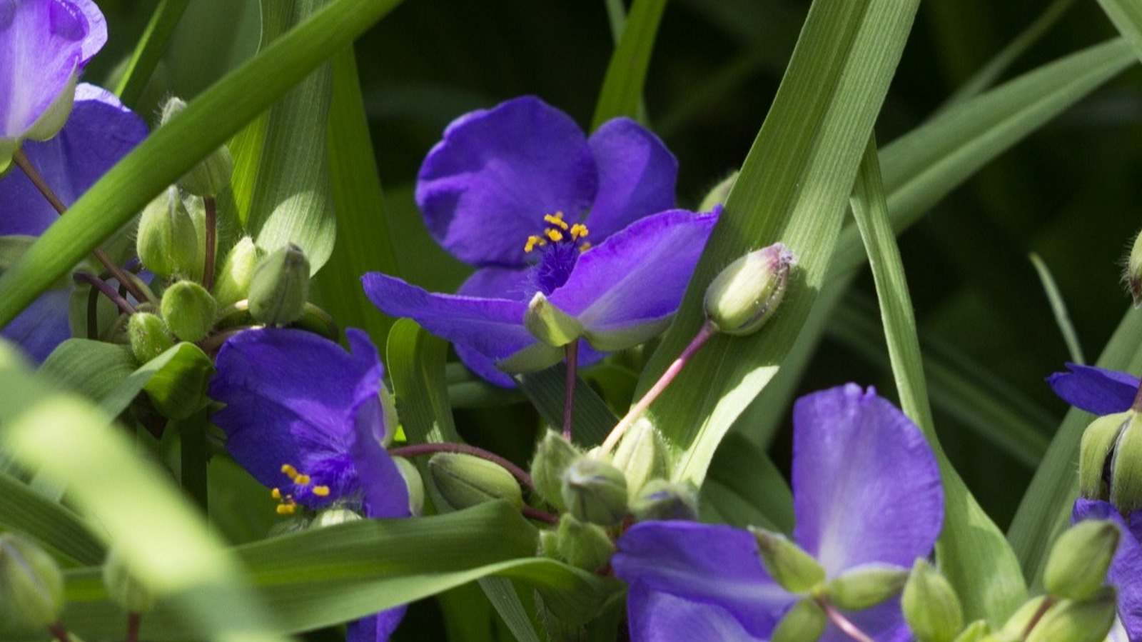 spiderwort plant poisonous_2 spiderwort plant poisonous