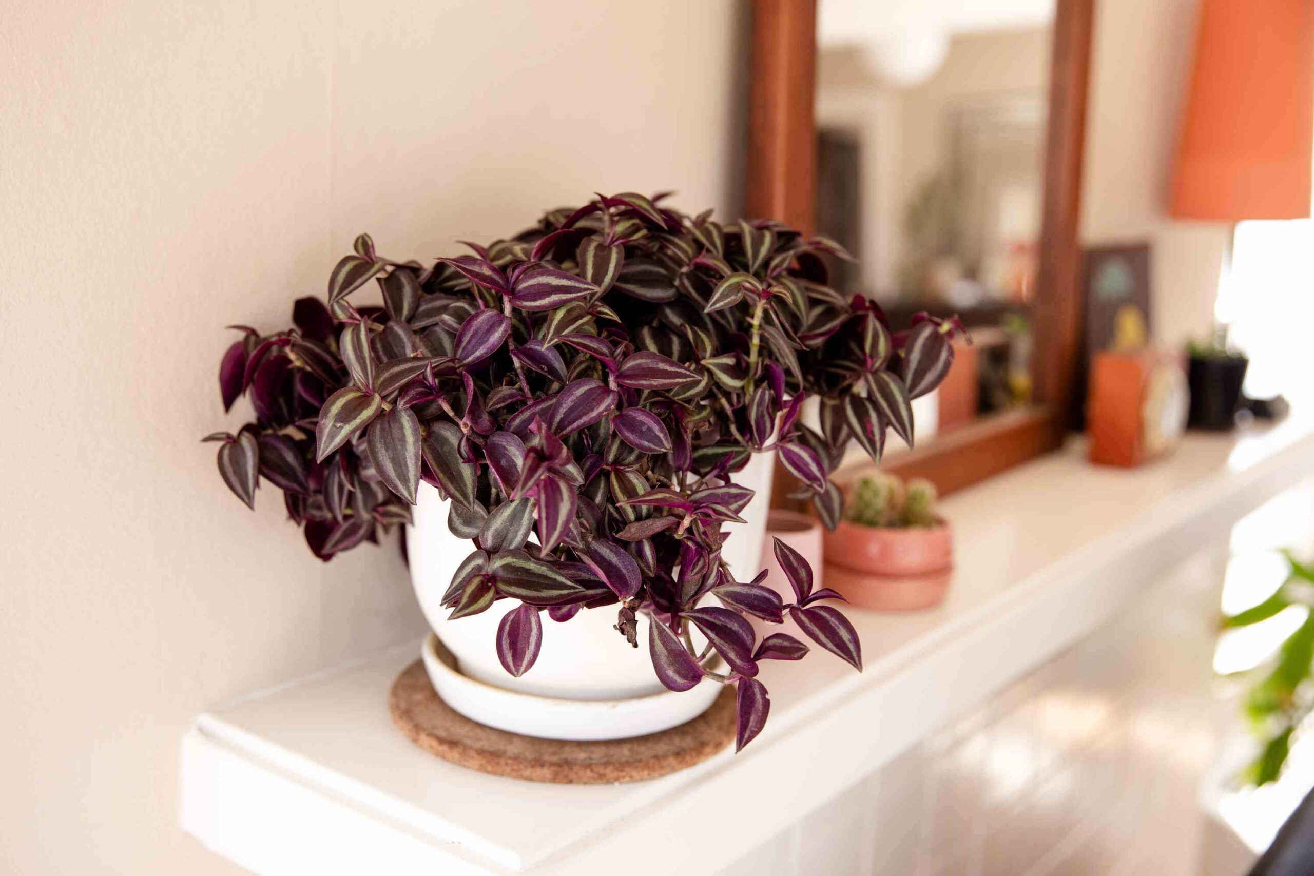 spiderwort plant poisonous