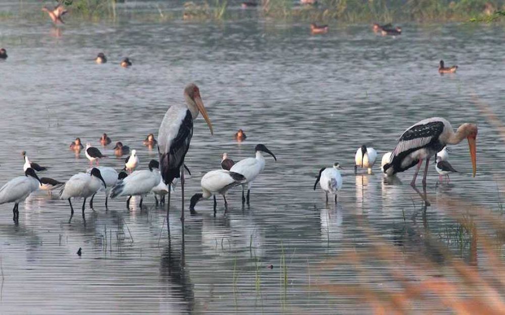 Revisit Badkhal Lake