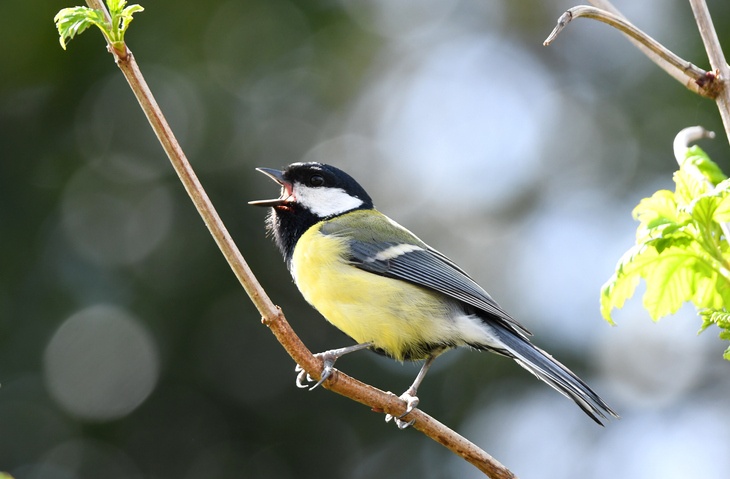 Wildlife Revival