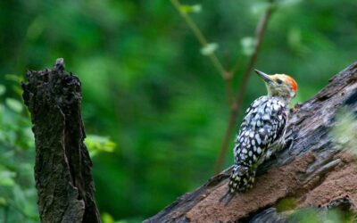 Wildlife Revival in Aravalis: Chital & Bird Around Badkhal