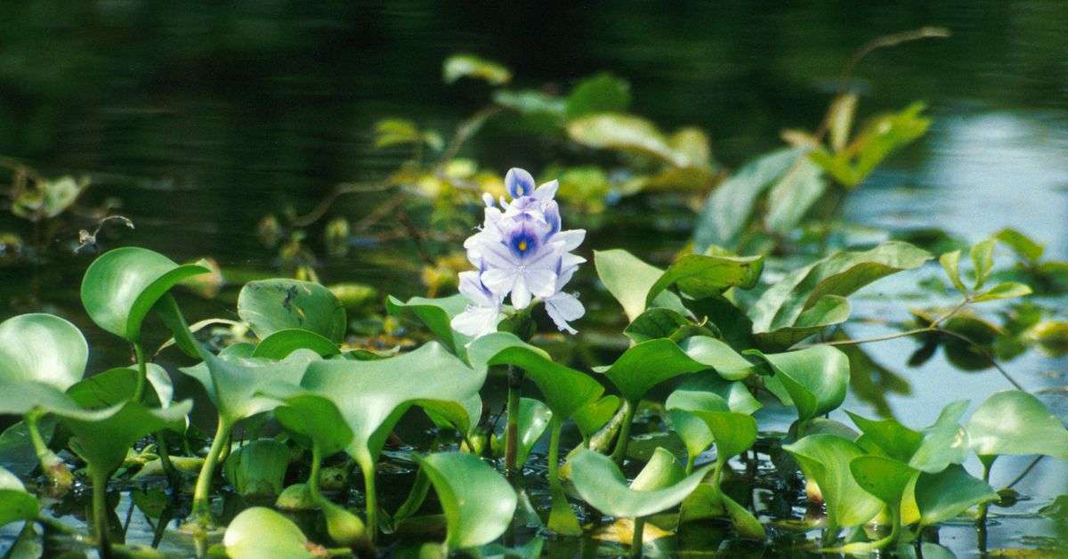 Water Hyacinth on Badkhal