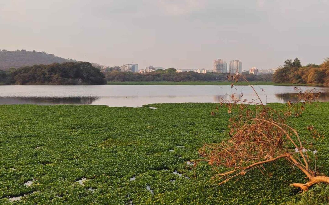 Impact of Water Hyacinth on Badkhal Lake’s Ecosystem