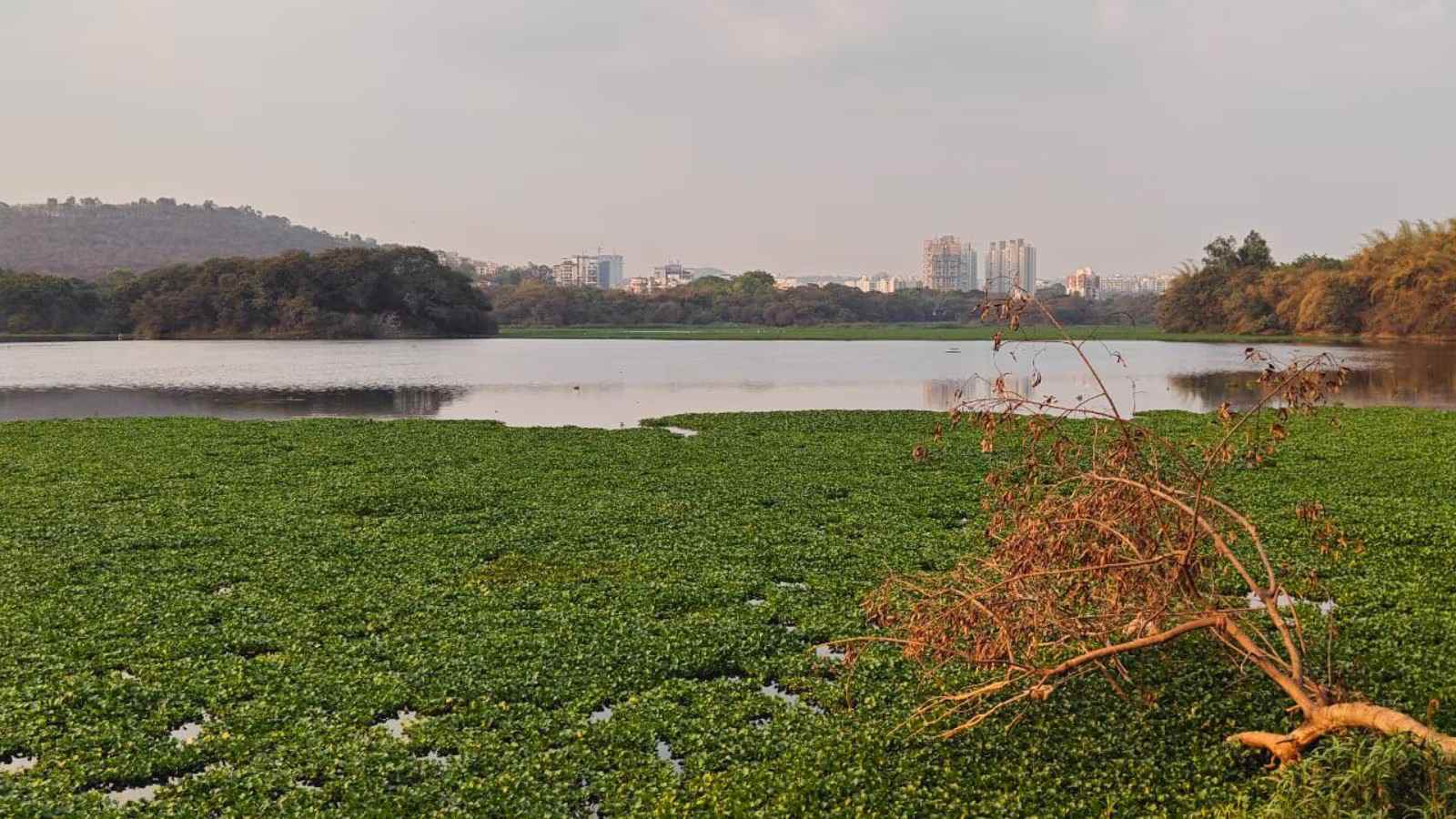 Water Hyacinth on Badkhal_3 Water Hyacinth on Badkhal