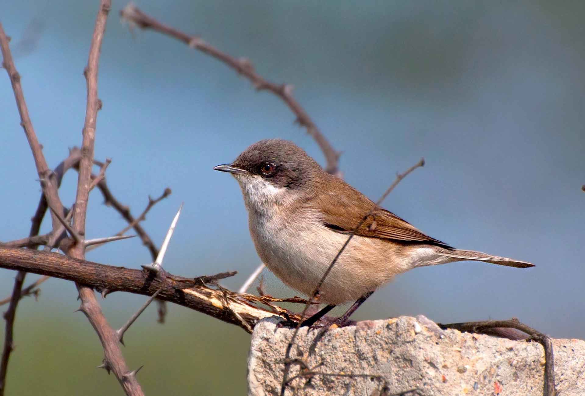 Wildlife Around Badkhal Lake