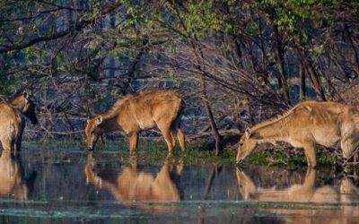 Wildlife Around Badkhal Lake – Birds, Deer & Hidden Species
