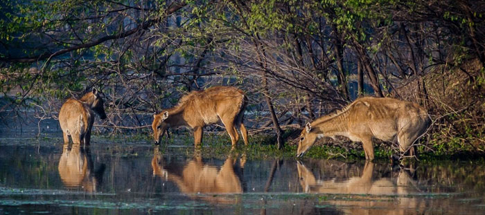 Wildlife Around Badkhal Lake – Birds, Deer & Hidden Species
